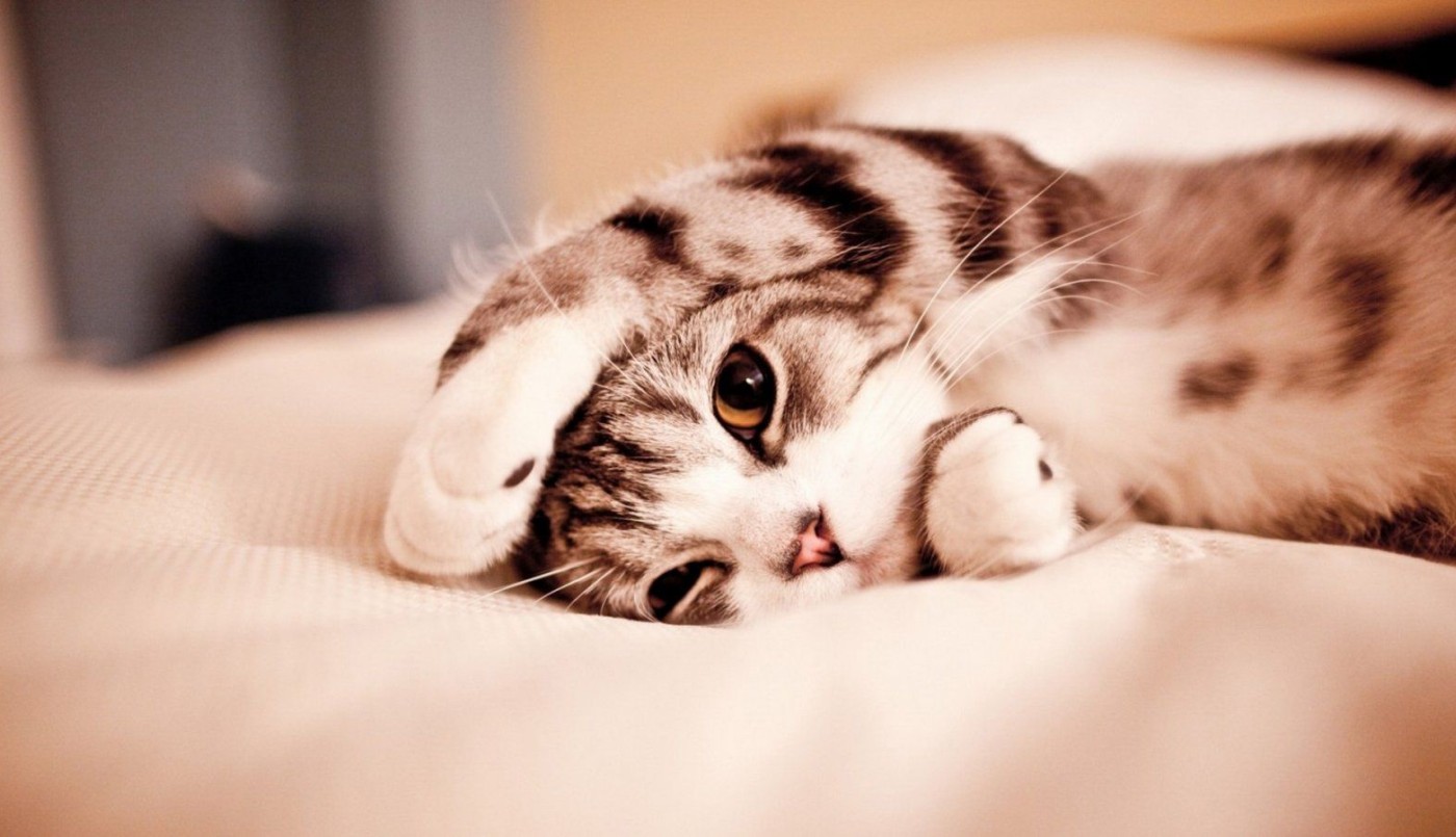 Hoy es el Día Internacional del Gato, los favoritos de las redes sociales | Tecnología