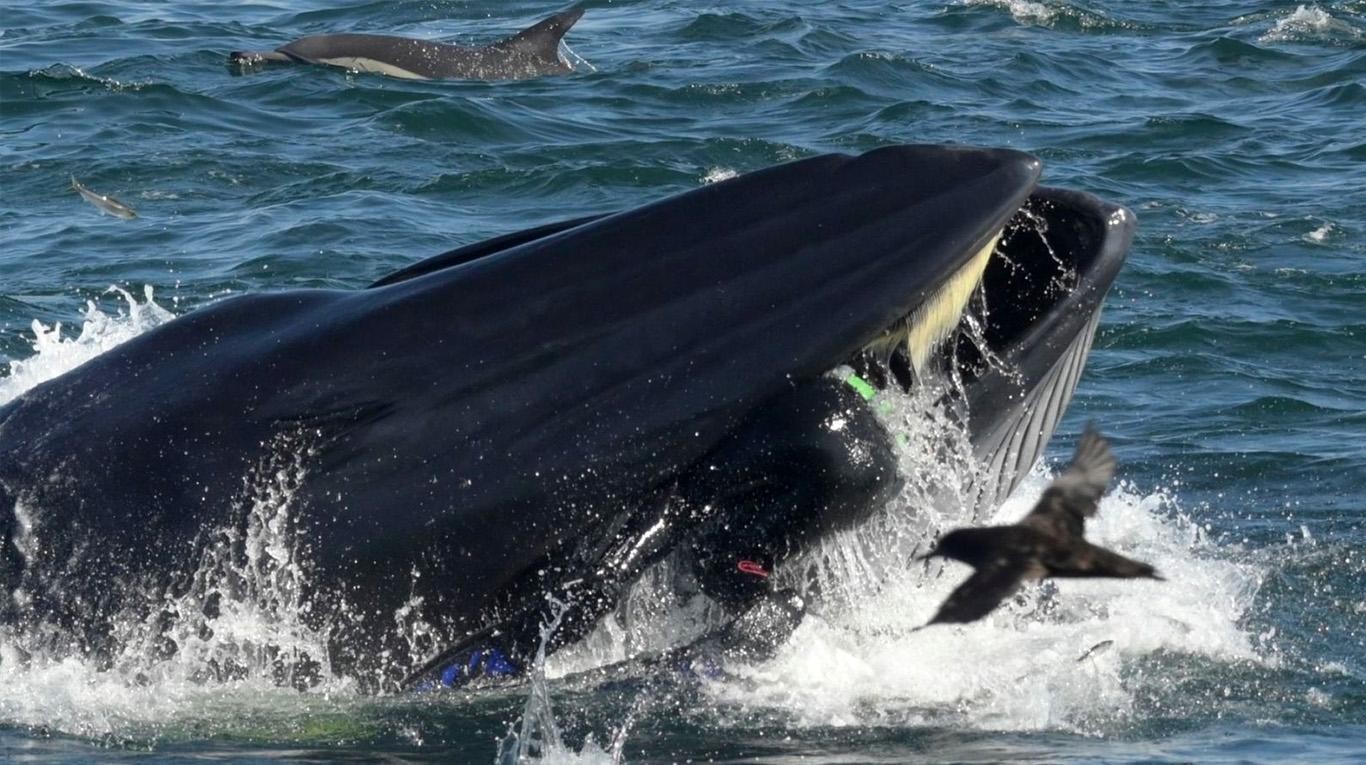 Una ballena se tragó a un buzo y lo "escupió" sano y salvo | Tecnología