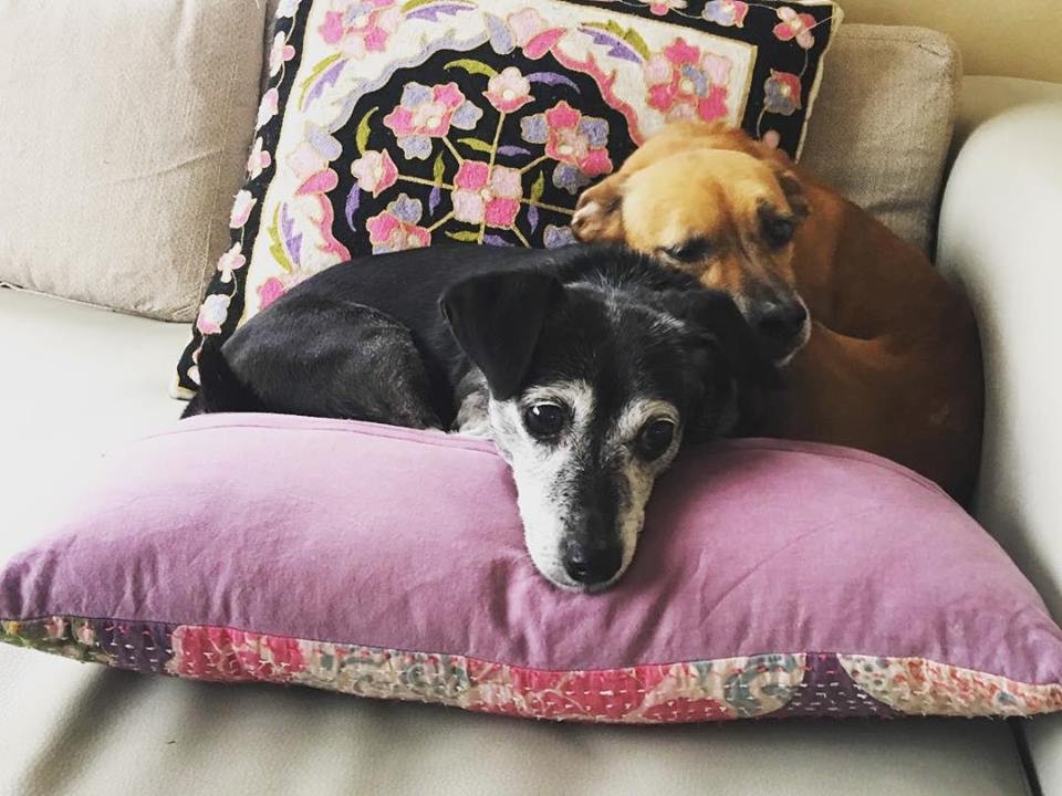 Buscando a Rúcula: el emotivo video de una familia que pide por su perrita perdida | Tecnología