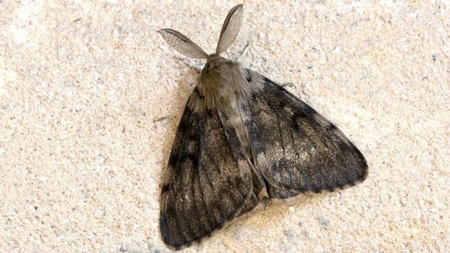 Lanzan alerta nacional por la "polilla gitana" | Información General