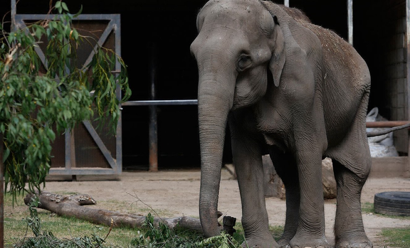 Tras la muerte de la elefanta Pelusa, cerrarán el zoológico de La Plata | Información General