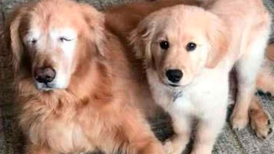 Un perro quedó ciego y un cachorro se convirtió en su lazarillo | Tecnología