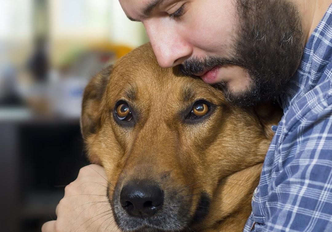 "Abrazos perrunos" para combatir el estrés antes de volar | Internacionales