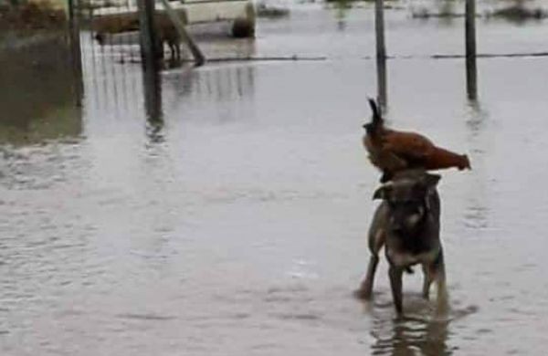 Chaco: en medio de la inundaciones, un perro salva a una gallina de morir ahogada | Tecnología