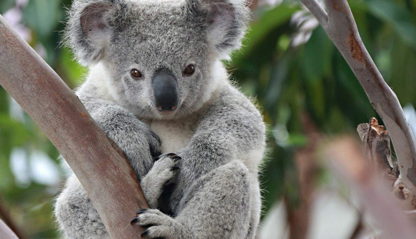 Una ONG australiana declara al koala “funcionalmente extinto” | Internacionales