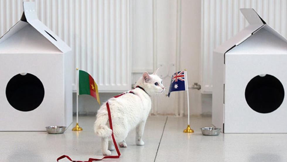 Aquiles, el gato que será el sucesor del pulpo Paul en el Mundial de Rusia | Tecnología
