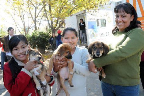 IMUSA: ¿Dónde esterilizar las mascotas? | Servicios