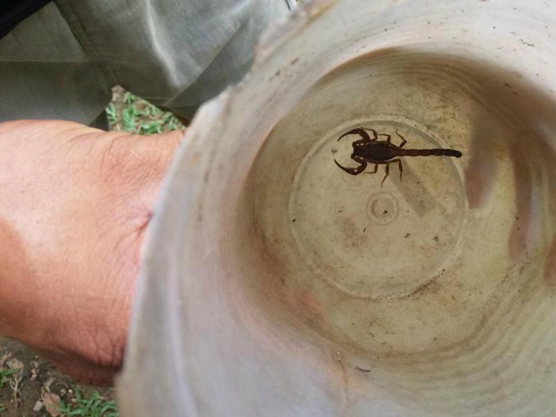 Brindan recomendaciones para tener en cuenta ante picaduras de alacranes | Servicios