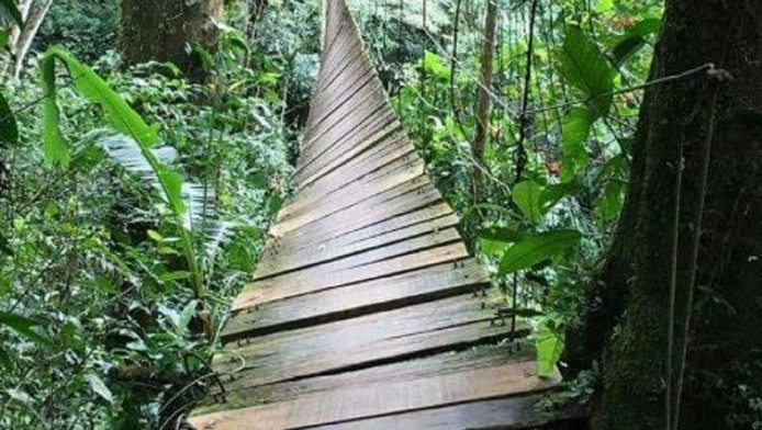 Al menos 11 muertos y 14 heridos por la caída de un puente colgante en Colombia | Internacionales