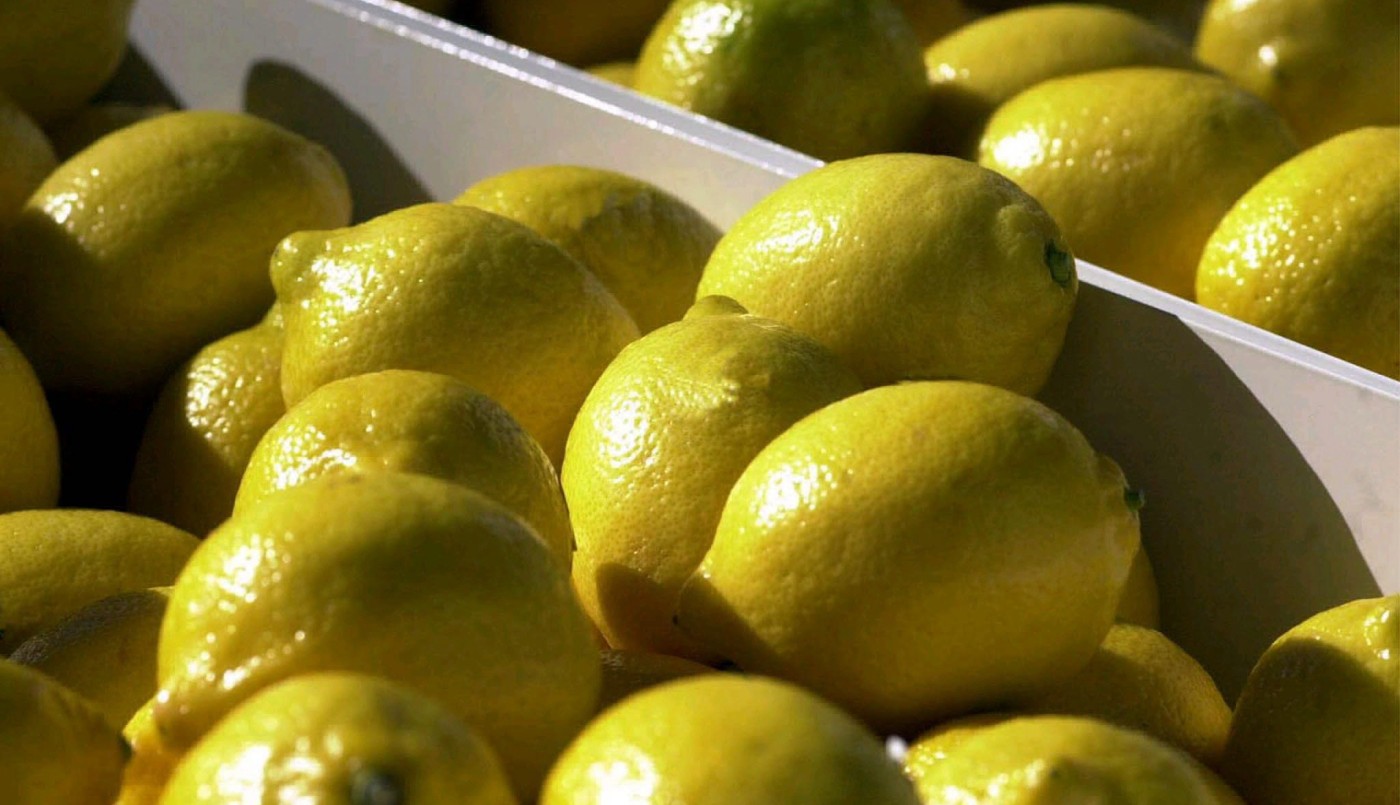 El gobierno de Donald Trump suspendió la importación de limones de Argentina | Internacionales