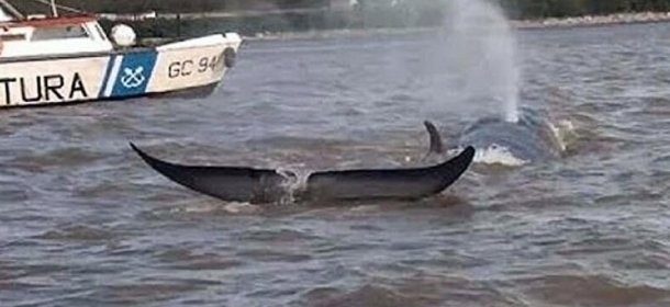 Una ballena murió encallada en el río Paraná | Información General