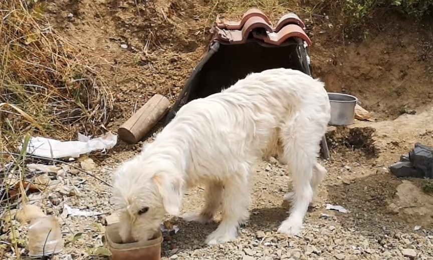 Incondicional: un perro lleva un año y medio apostado en la curva en la que se mató su dueño | Tecnología