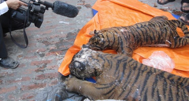 Vietnam: detuvieron a un hombre que llevaba siete tigres congelados en un auto | Internacionales