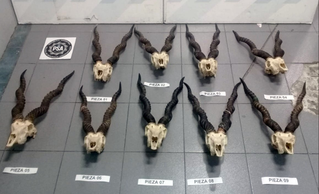 Encontraron nueve cráneos de antílope en el equipaje de un pasajero en Ezeiza | Información General