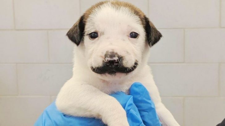 Dalí, el cachorrito que es furor en las redes por su particular "bigote" | Tecnología