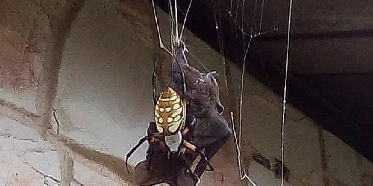 ¿Spiderman vs. Batman?: el video viral de la araña gigante que se devora al murciélago | Tecnología