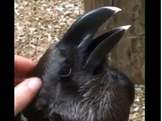 ¿Conejo o cuervo? La ilusión óptica que divide a Twitter | Tecnología