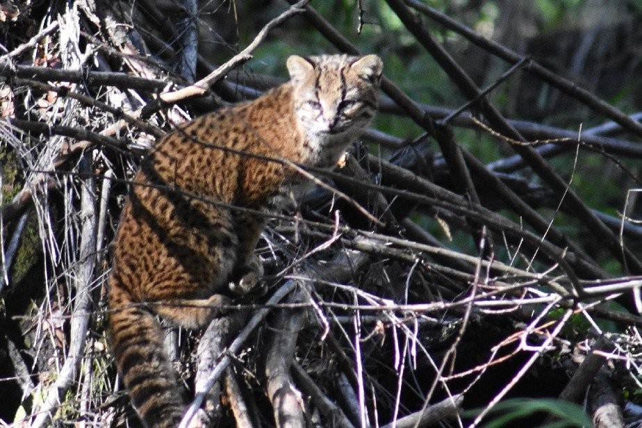 Turista tomó una foto difícil de conseguir en Argentina: "Es la manera correcta de cómo abordar la situación" | Información General