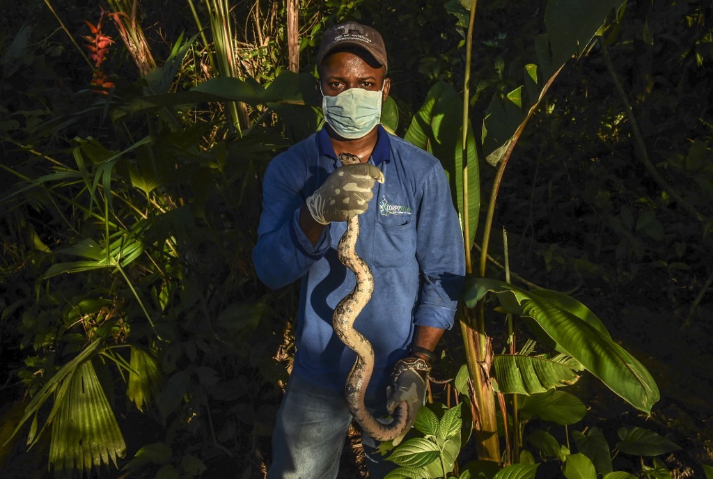 Animales silvestres como mascotas, una gran amenaza para la fauna | Internacionales