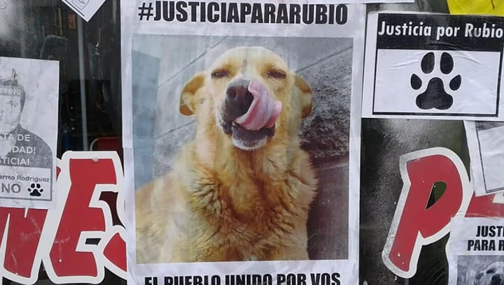 Arrastró a un perro hasta matarlo en Mar del Tuyú: marchas en todo el país para pedir justicia | Información General