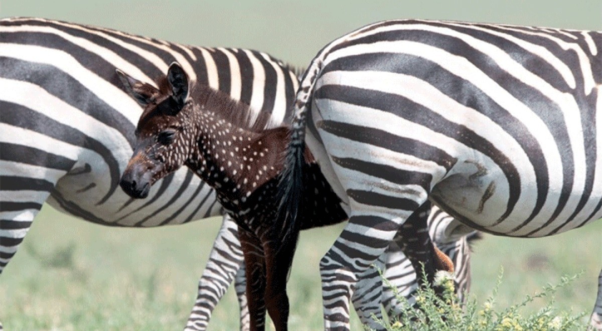 Tira, la cebra viral: nació con puntos y sin rayas | Tecnología