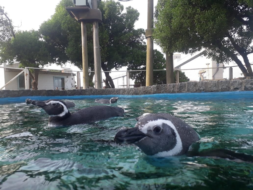 Prefectura devolvió al mar a tres pingüinos que habían sido rescatados en muy mal estado | Información General