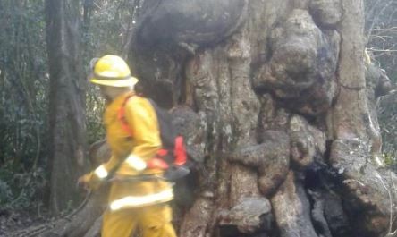 Hizo fuego para calentar agua y quemó el árbol más antiguo de Misiones | Información General