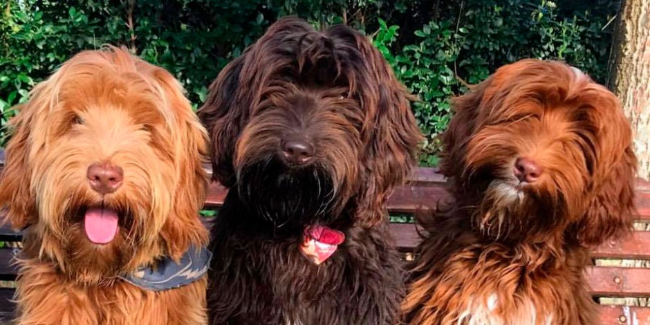 La historia de la raza de perros "labradoodle", el "Frankstein de las raza de diseño | Internacionales