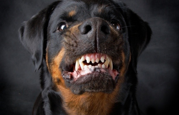 Acebal: una nena de cinco años sufrió graves heridas al ser atacada por un Rottweiler | Información General