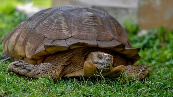 Murió Alagba, la tortuga más vieja de África: tenia 344 años | Internacionales