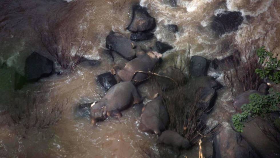Once elefantes murieron al caer en "el abismo del infierno" | Internacionales