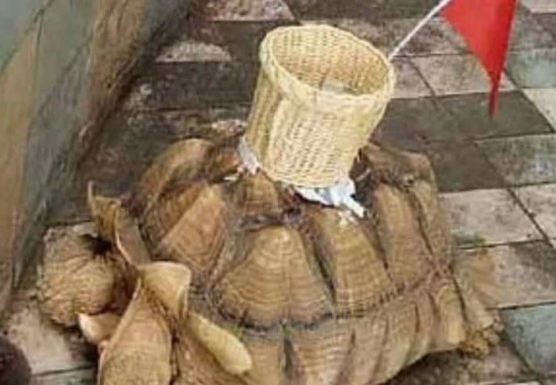 Un zoológico pega canasta en una tortuga para que los visitantes le arrojen dinero | Tecnología