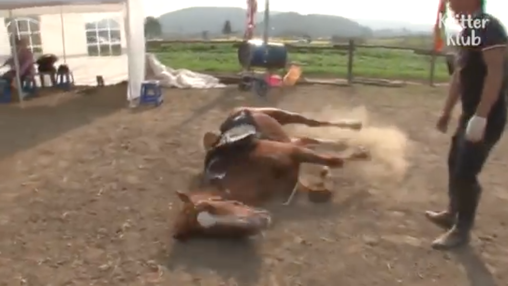 Video viral: el caballo que se "hace el muerto" para que no lo monten | Tecnología