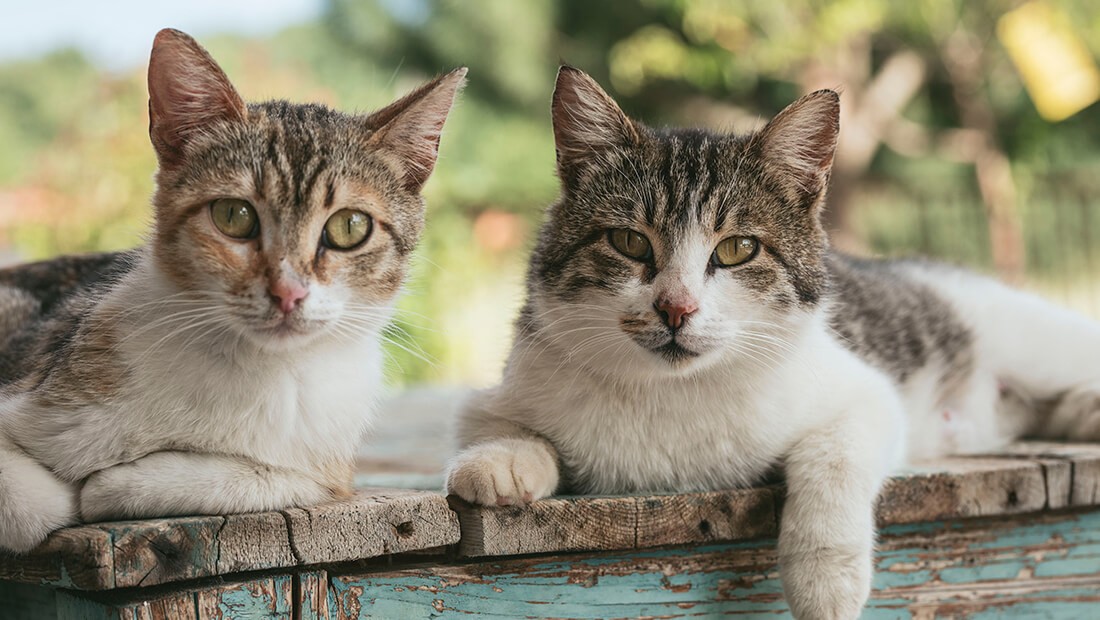 Dos gatos salvaron a pareja italiana de morir aplastados en su casa | Internacionales