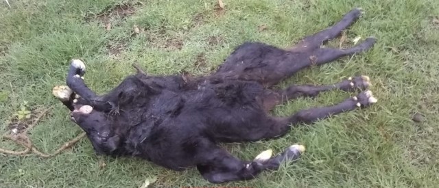 Nació un ternero con dos cuerpos unidos a una cabeza | Información General