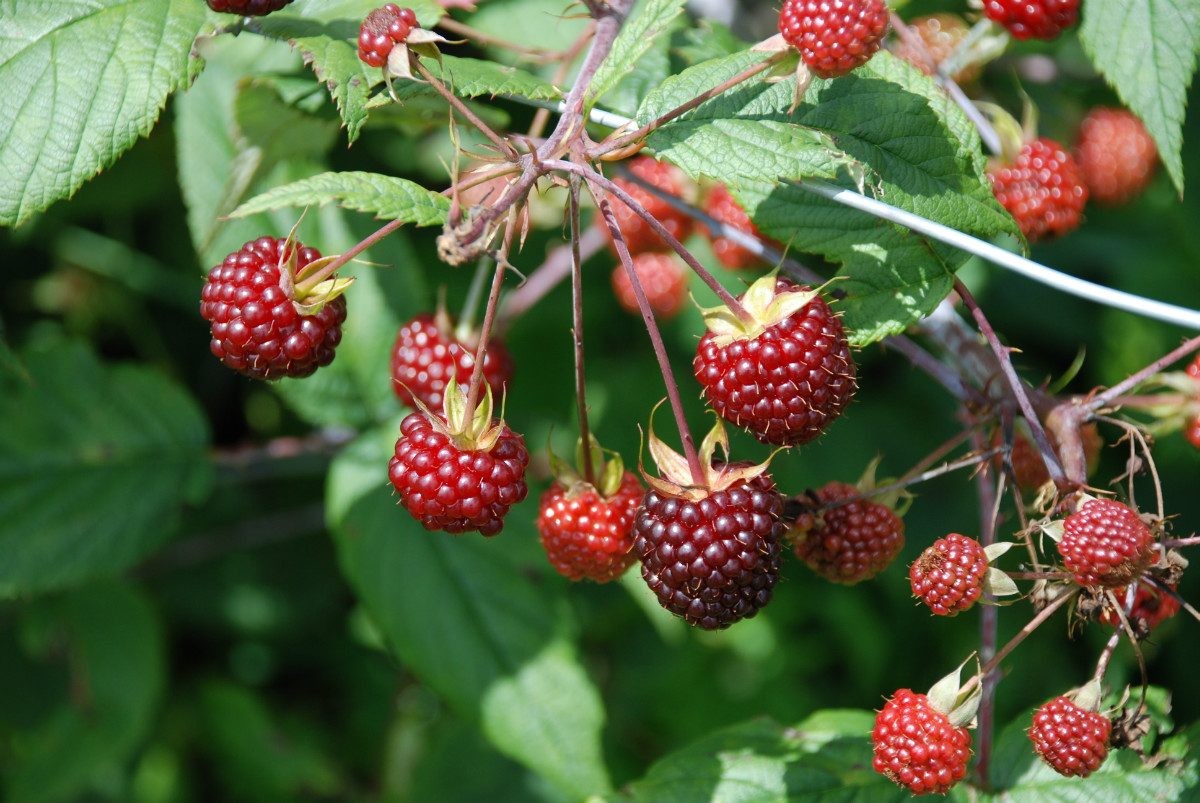 Una pareja ató y torturó a un nene de 10 años por sacar moras de un árbol | Información General