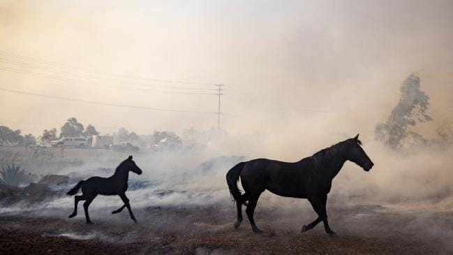 Incendios en California: un caballo regresa entre las llamas para salvar a un potrillo | Internacionales