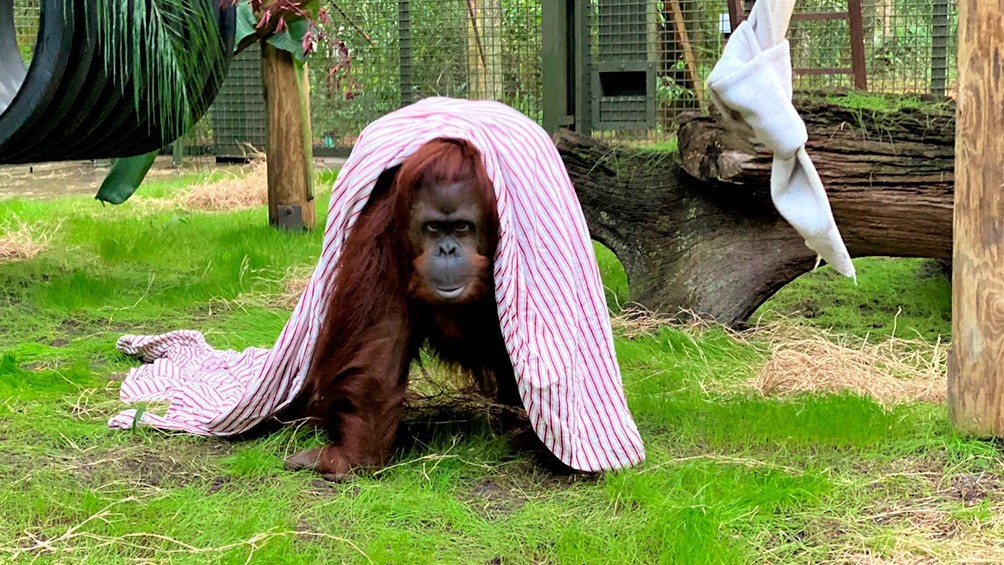 La orangutana Sandra llegó al santuario estadounidense donde vivirá | Información General