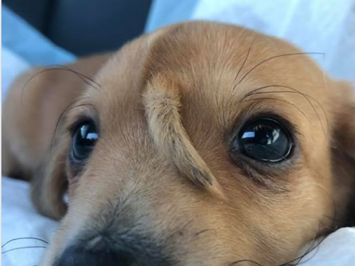 El perro que nació con una cola en la cabeza y fue abandonado por sus dueños | Tecnología