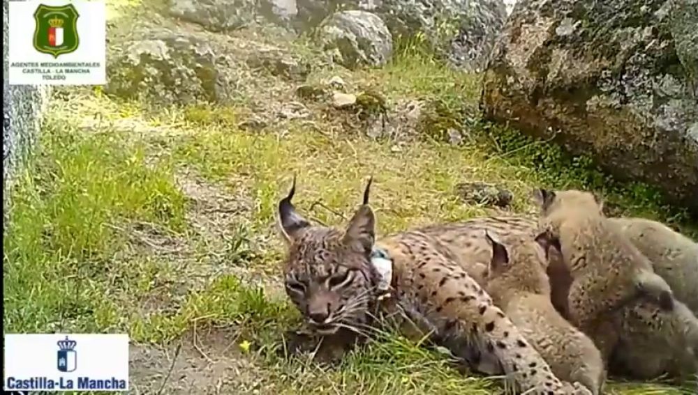 Un cazador mató a un lince ibérico que había sido criado para repoblar | Internacionales