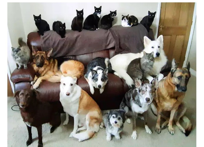 ¿Cómo lo hizo? Con sus 17 mascotas, logró la "foto familiar" perfecta | Tecnología