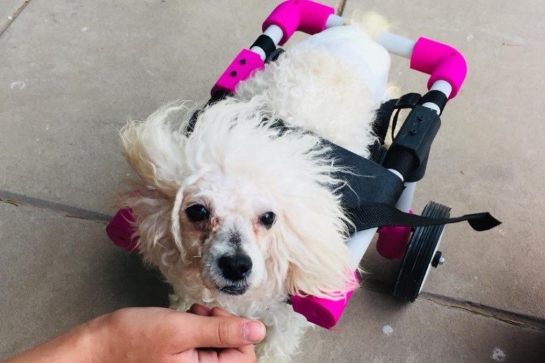 Una joven platense creó sillas de ruedas impresas en 3D para perritos inválidos | Información General