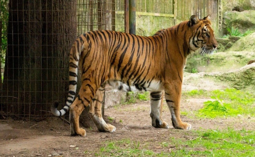 Trasladan a una tigresa que vivía en el bioparque de La Plata a un santuario de Sudáfrica | Información General