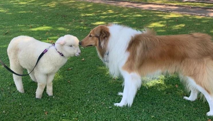 Alberto Fernández sumó una nueva mascota a la Quinta de Olivos | Tecnología