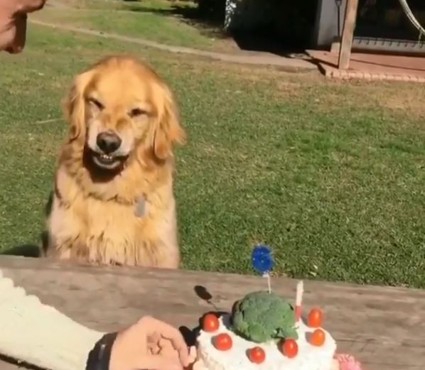 Un perro se negó a compartir su torta de cumpleaños | Tecnología