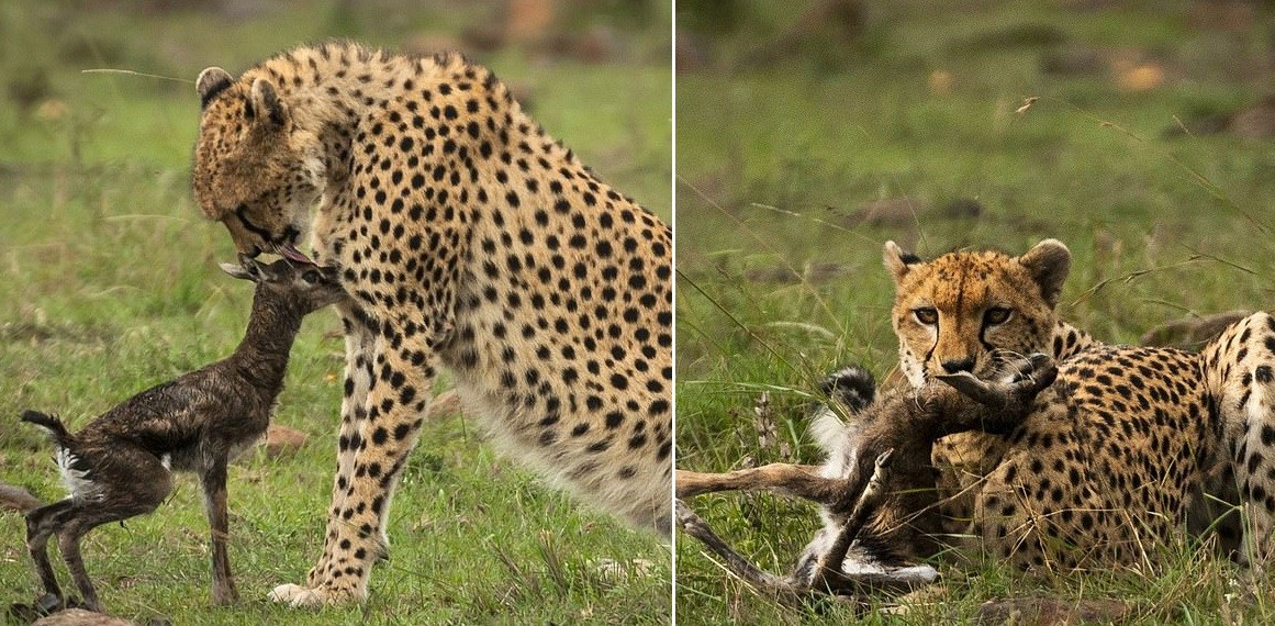 El beso de la muerte de una chita a una gacela bebé | Información General