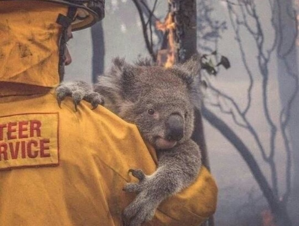 Los incendios en Australia ya mataron a la mitad de la población de koalas | Internacionales