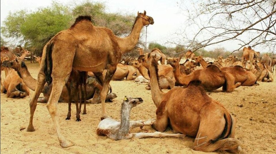 Australia: confirman la matanza de 10 mil camellos, con francotiradores desde helicópteros | Internacionales