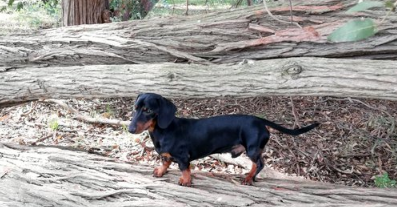 "Cuidados de Milo": el manual de una nena para cuidar a su perro que se hizo viral | Tecnología