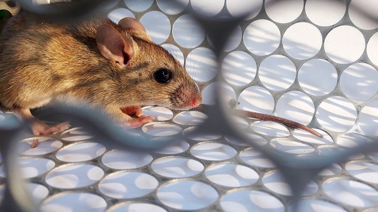 Brindan recomendaciones ante un caso confirmado de hantavirus en Rosario | Información General